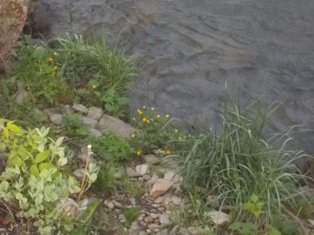 0402815 Buttercups by the creek