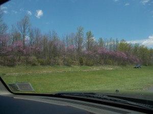042614 Redbuds going home