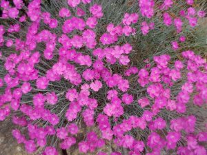 050715 (3) Lavender pinks