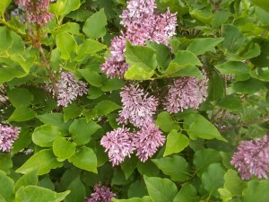 050715 (6) Lilac