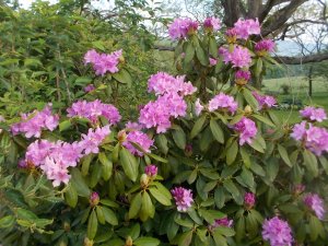 050715 (8) Rhododendron