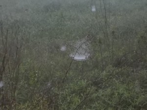 050815 Spider motherdaughter