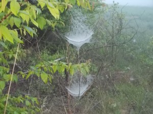 050815 Spider two story abode