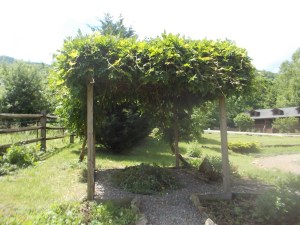 060215 Wisteria grave