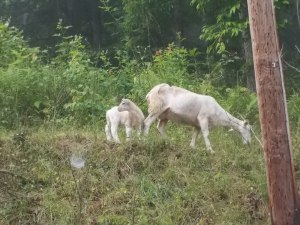 060615 Lamb with mama