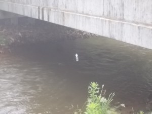 061515 Bottle hanging from bridge closeup
