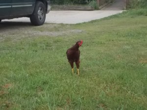 061815 Not Shawn's chicken