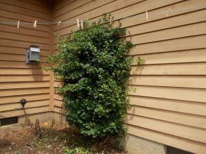 060915 Mystery plant