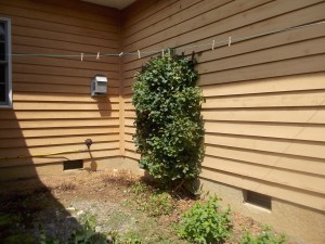 070715 Shorn climbing hydrangea