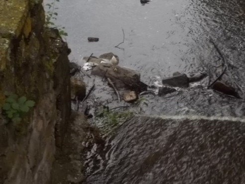 072715 Black crowned night heron