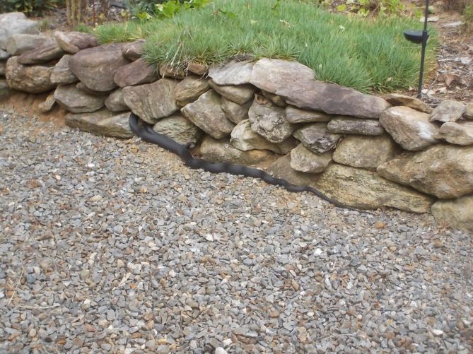 080615 1 Snake hunting