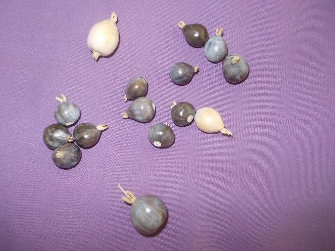 081315 Mystery seeds