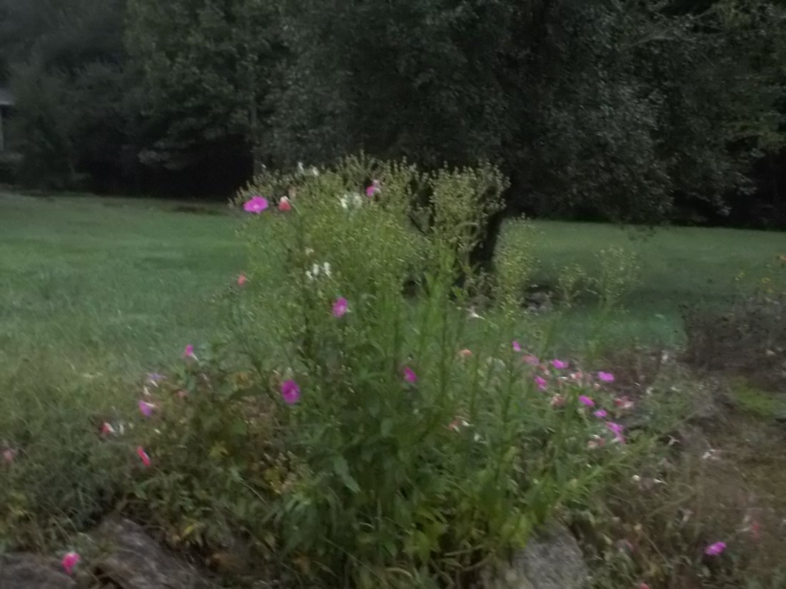 091115 Upwardly Mobile Plants