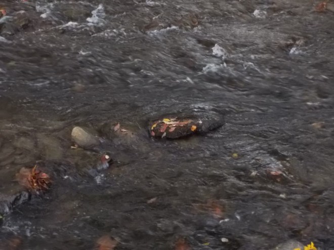 092415 Decoupage leaves