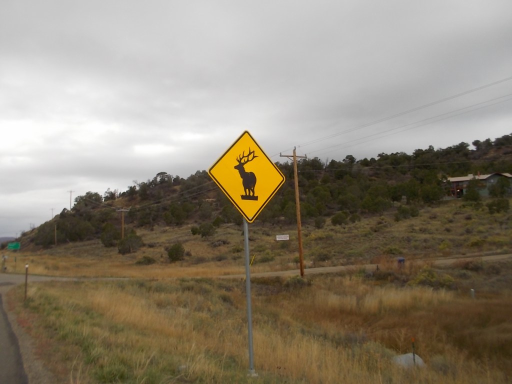 Elk crossing 