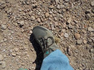 102415 Jumping cactus on my foot