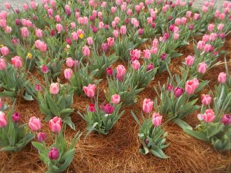 040116 Biltmore gardens (13).JPG