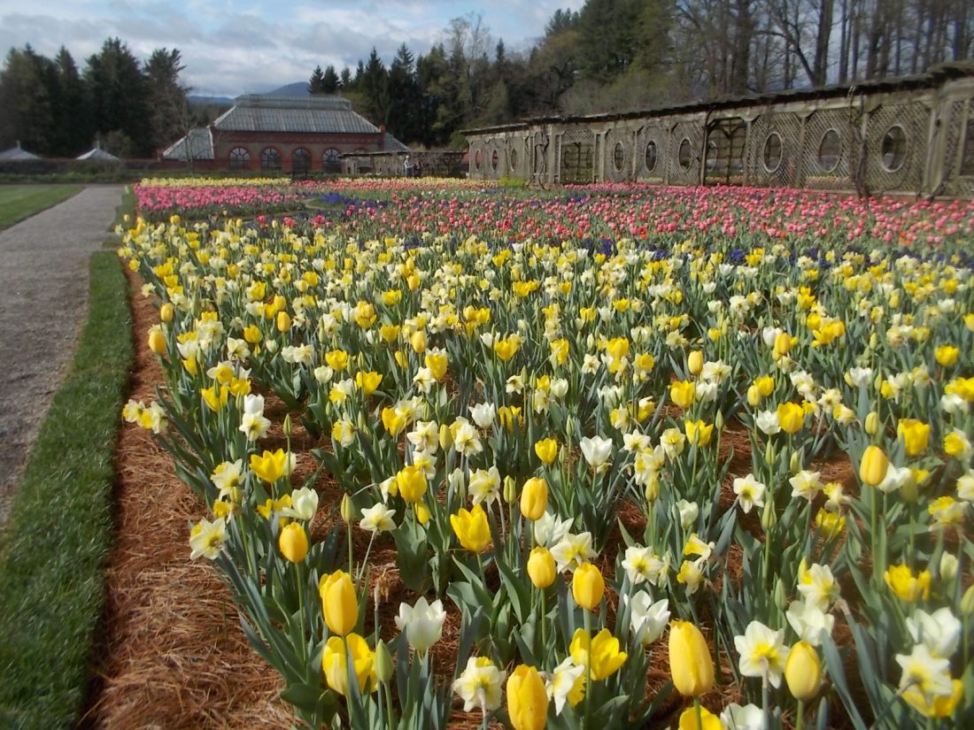 040116 Biltmore gardens (15).JPG