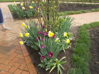 040116 Biltmore gardens (3).JPG