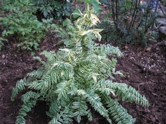 040216 Jacob's Ladder.jpg