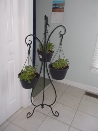 040916 Portable pansies.JPG