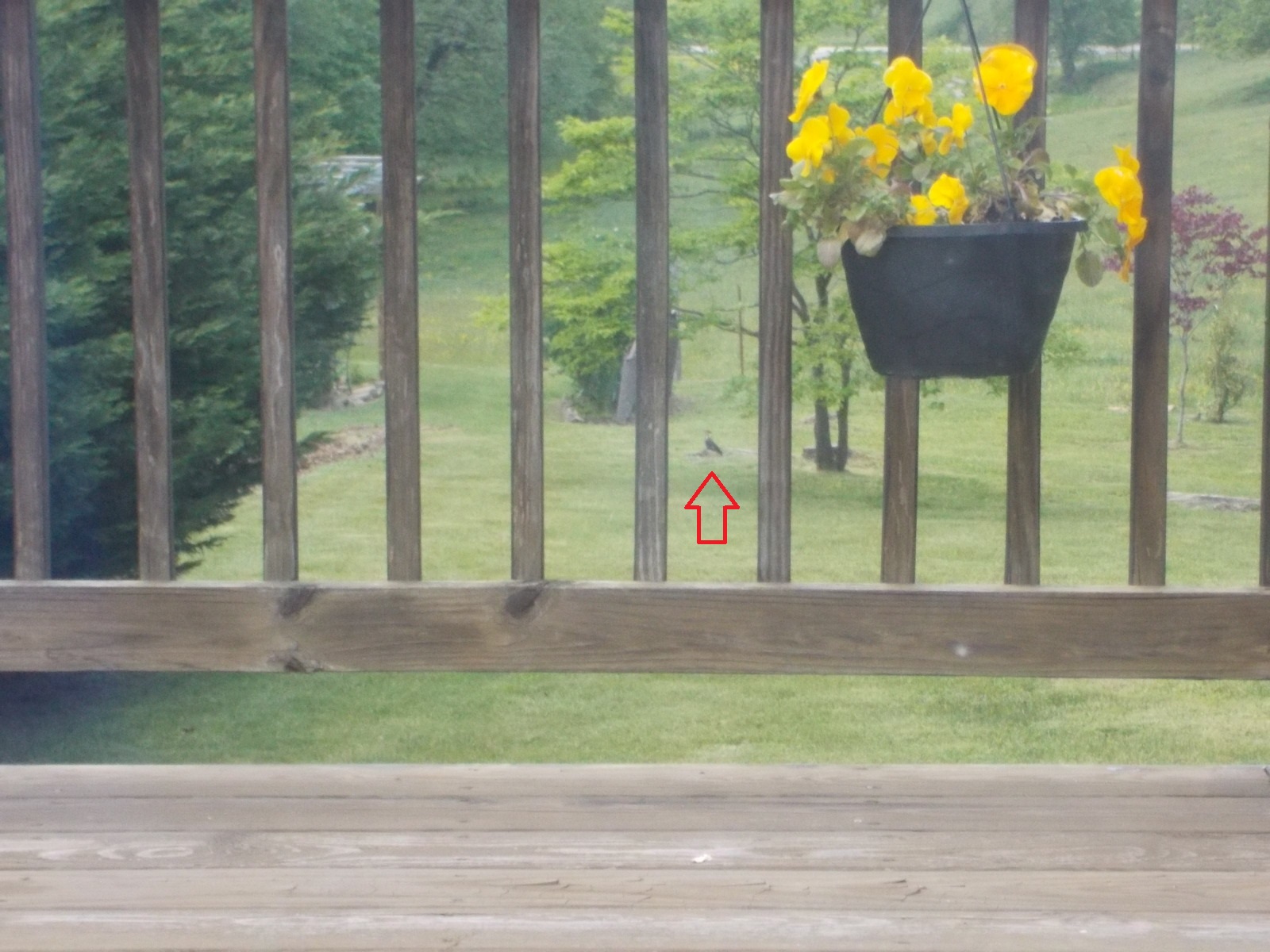 050616 Pileated woodpecker.JPG