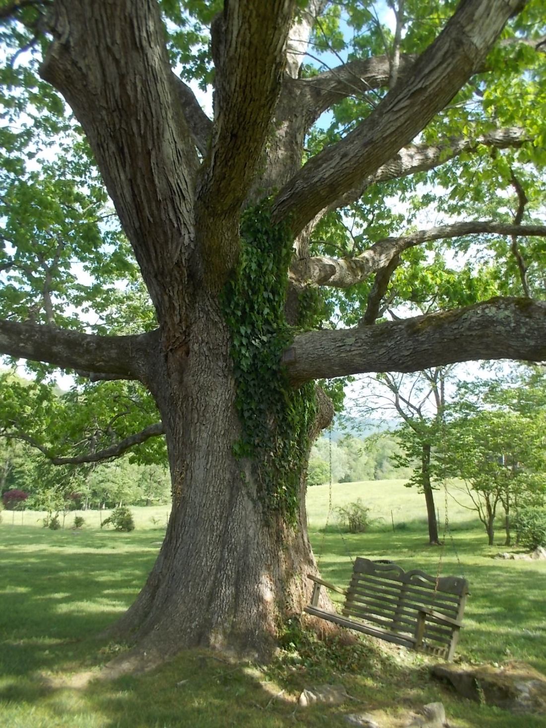 051016 Ivy on oak.JPG