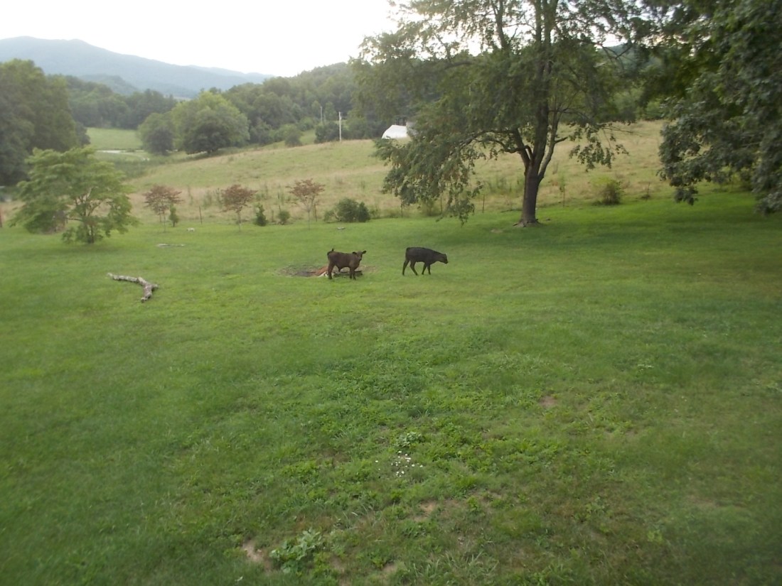 072716 Calves in our yard.jpg
