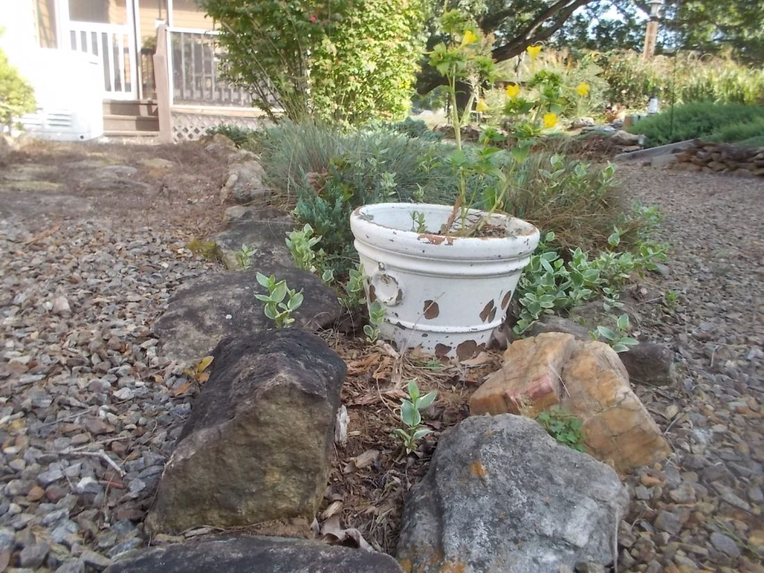 091316 Evergreen triangle.JPG