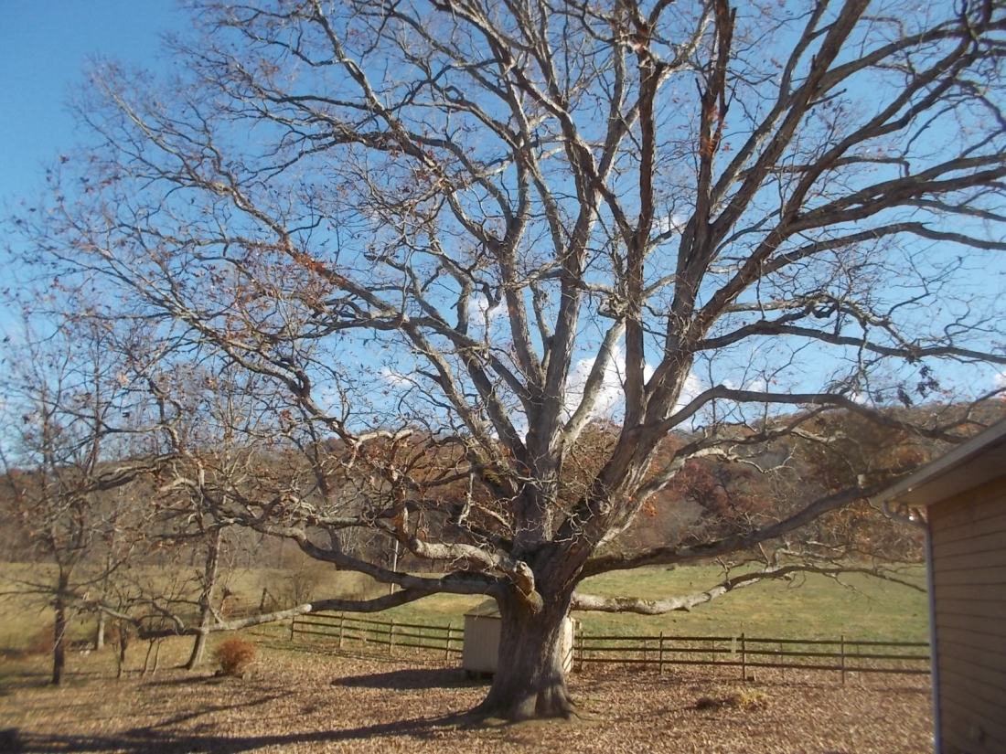 111416 Denuded oak.jpg