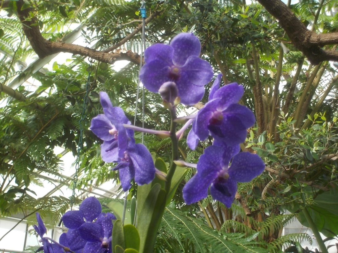 030817 D photo in greenhouse.jpg