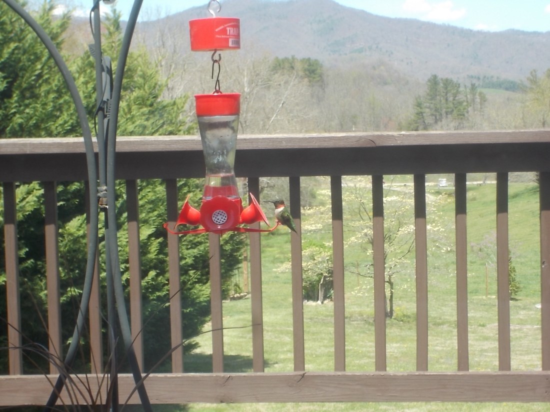 041217 First hummer of the season.jpg