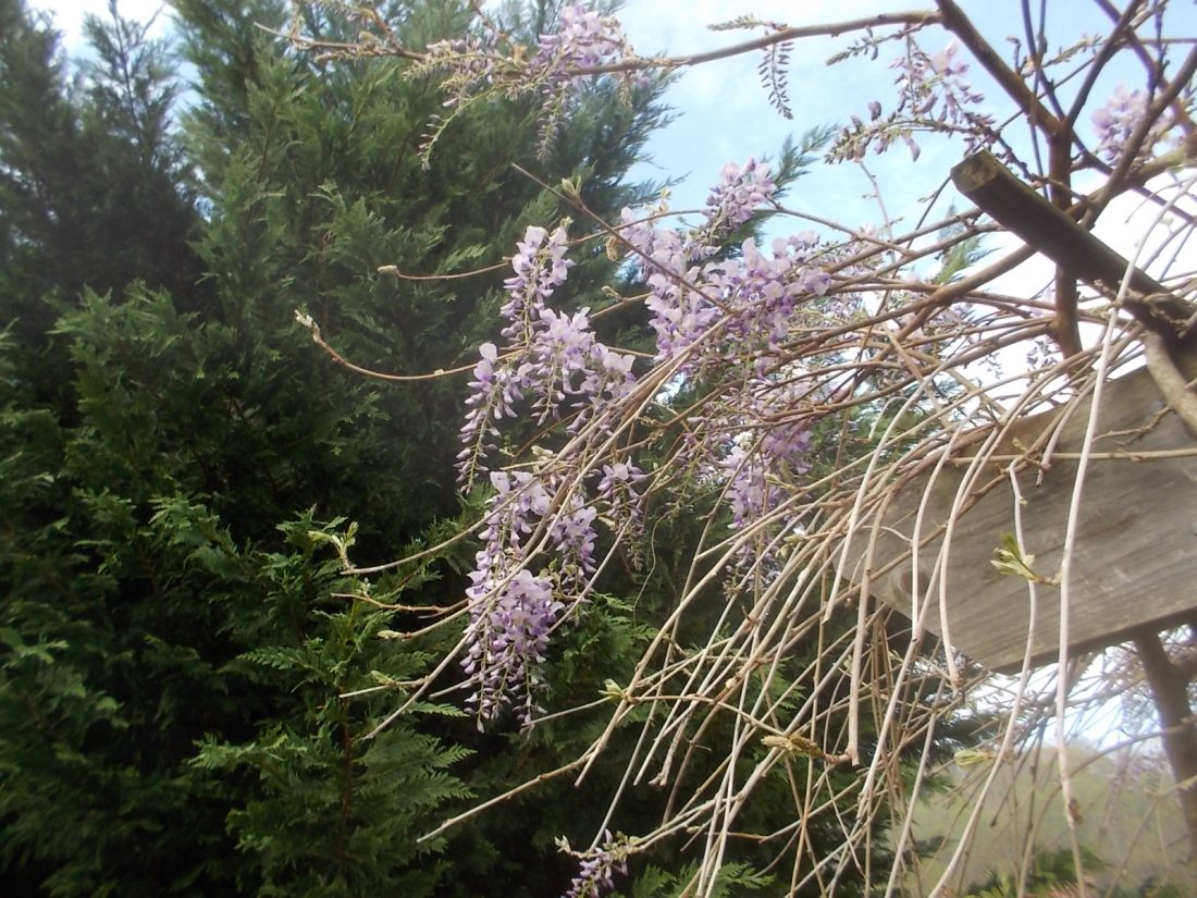 041717 Wisteria closeup.jpg