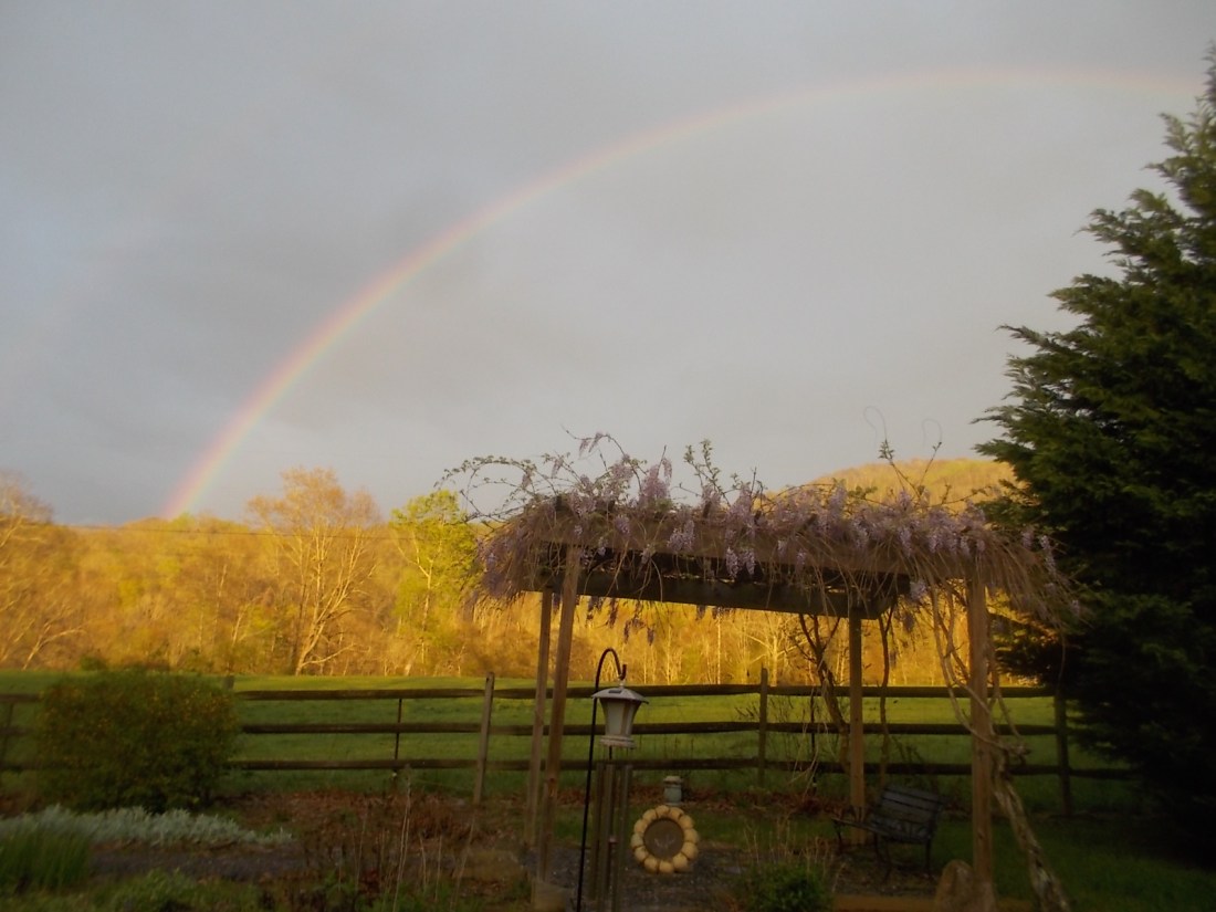 041917 Rainbow with wisteria blooms.jpg