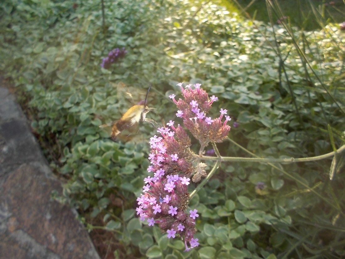 072417 Hummingbird moth in Shawn's garden.jpg