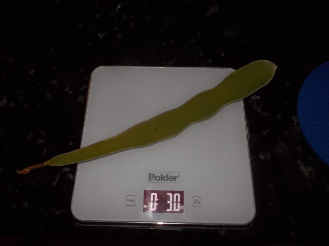 080717 Largest pod weighs 3 ounces.jpg