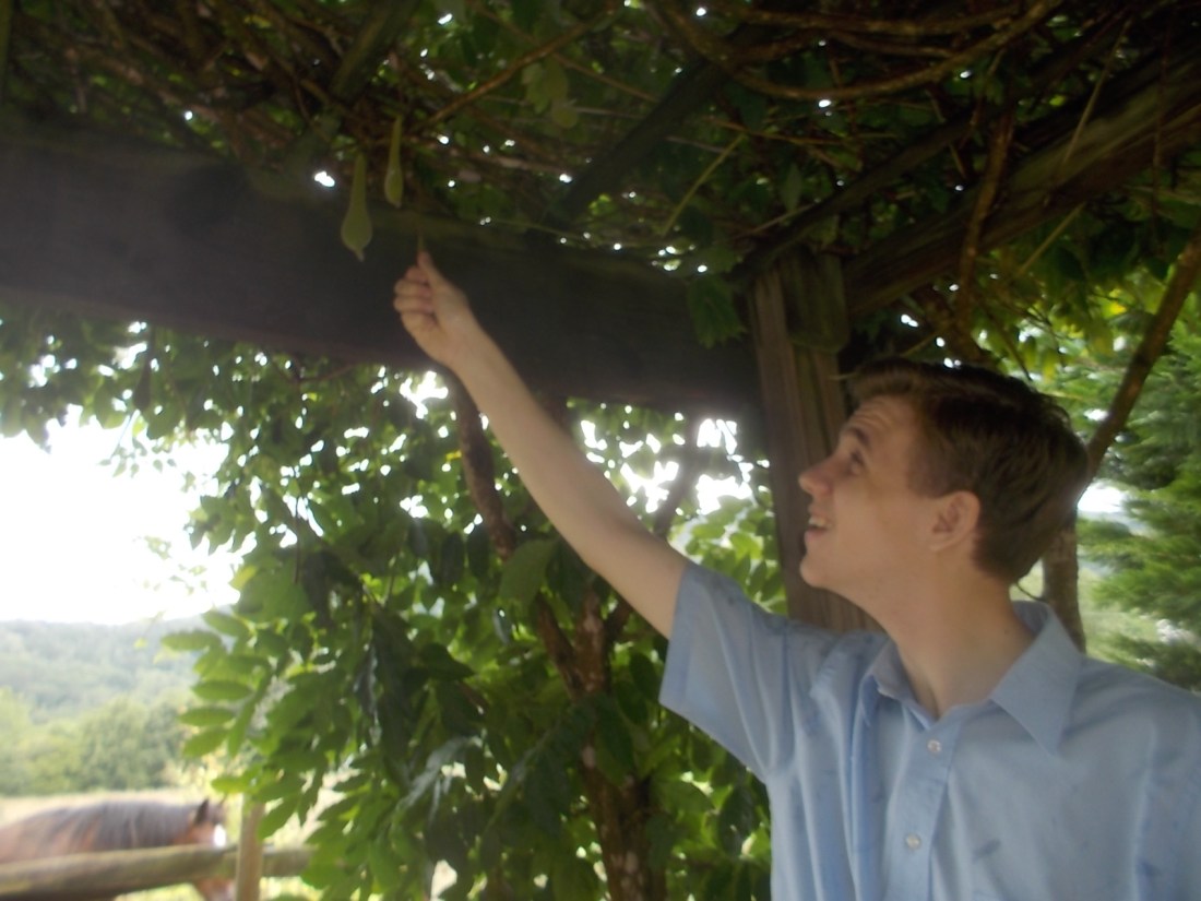 080717 N picks wisteria pods.jpg