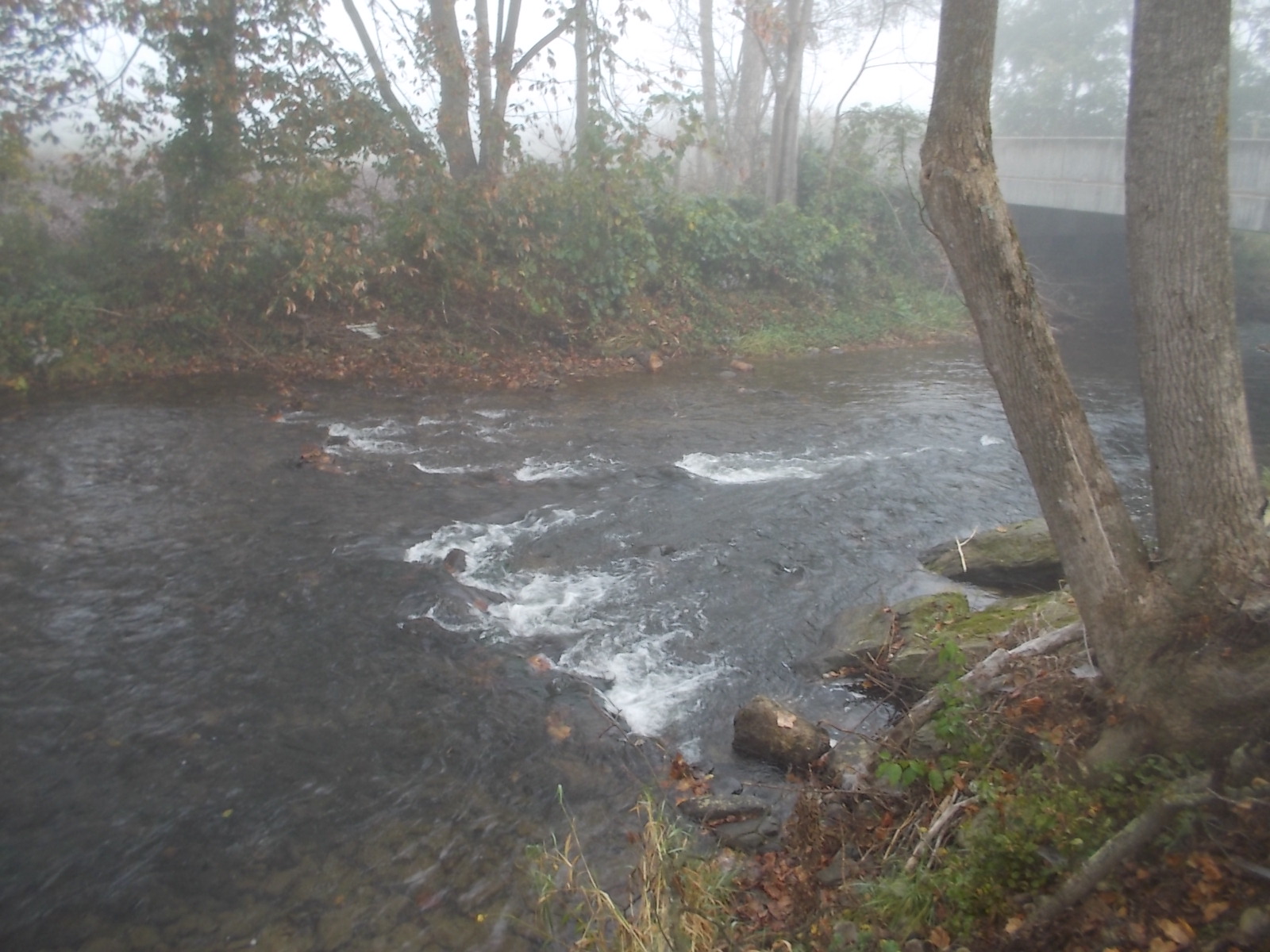 092817 Jonathan Creek in mist.jpg