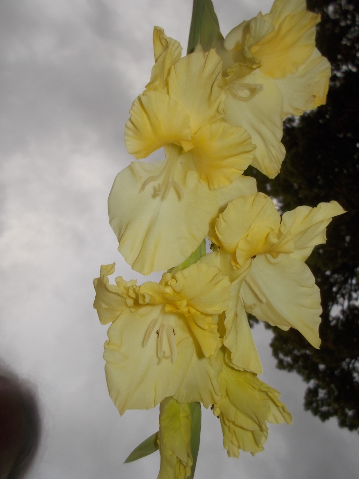 100717 Gladiolus flash.jpg