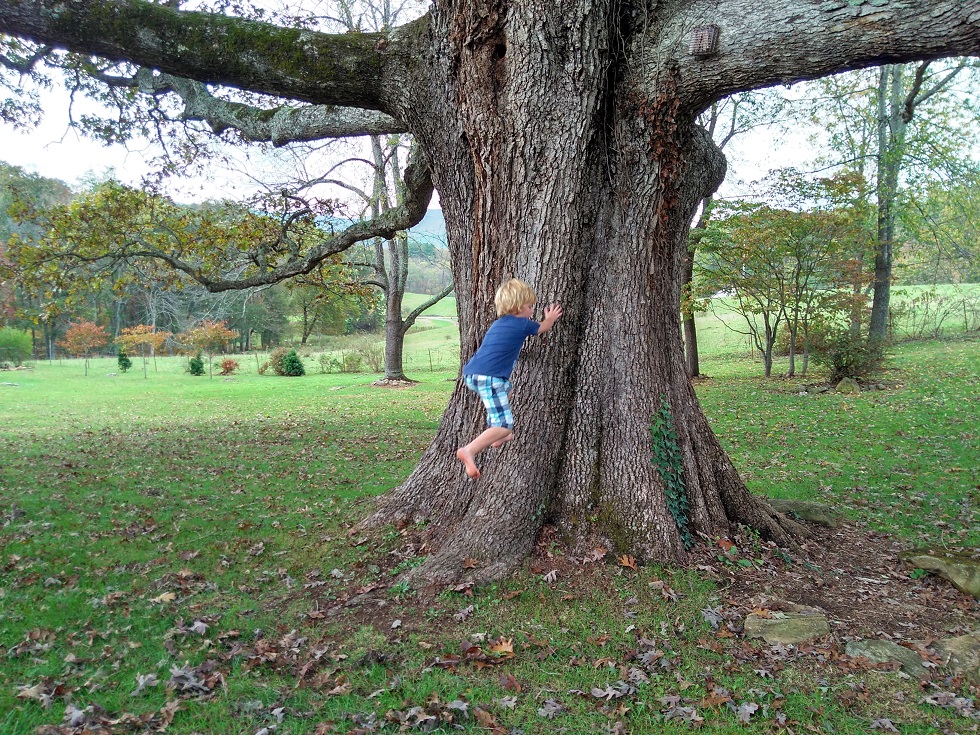 101017 Logan tries to run up the oak tree.jpg
