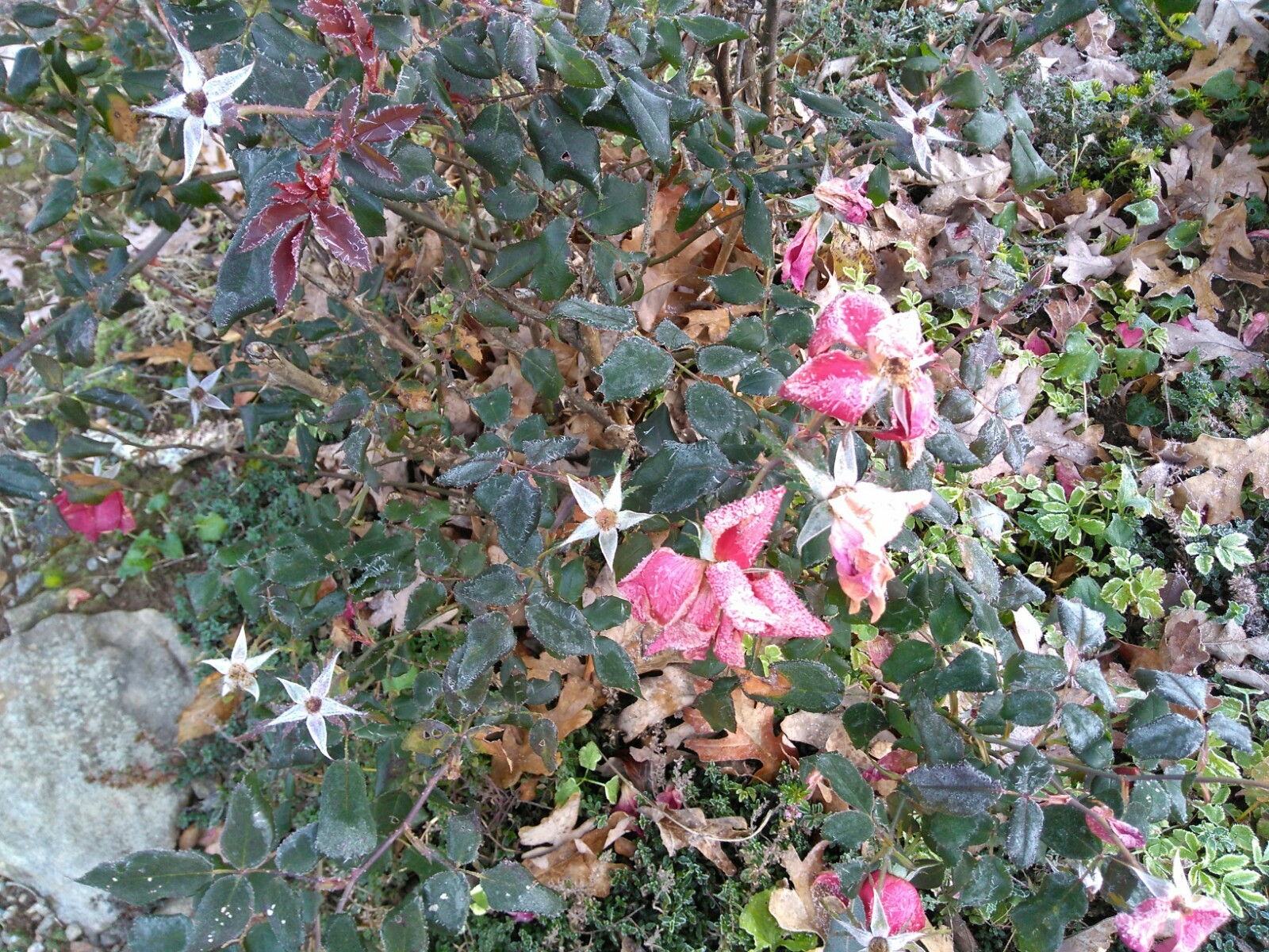 103017 Frozen roses.jpg