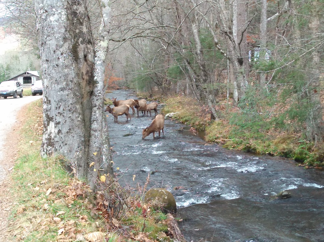 110617 Cataloochee elk in stream.jpg