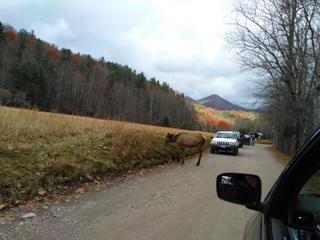 110617 Cataloochee elk on road.jpg