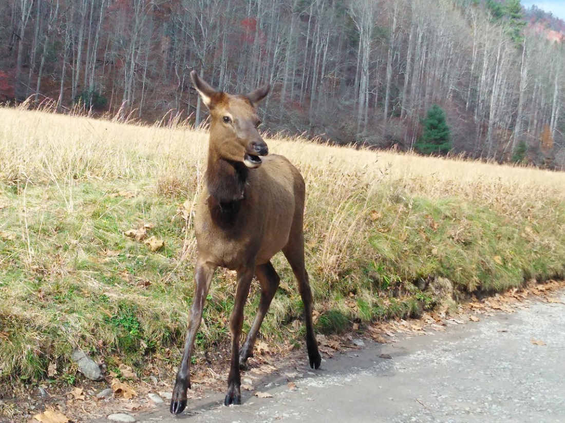 110617 Cataloochee elk passed by car window.jpg