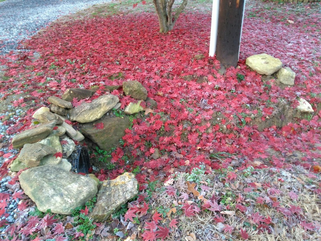 111117 Red carpet for Connie and Dave.jpg