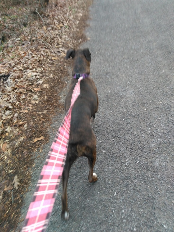 120717 Dolly pulls me up the road.jpg