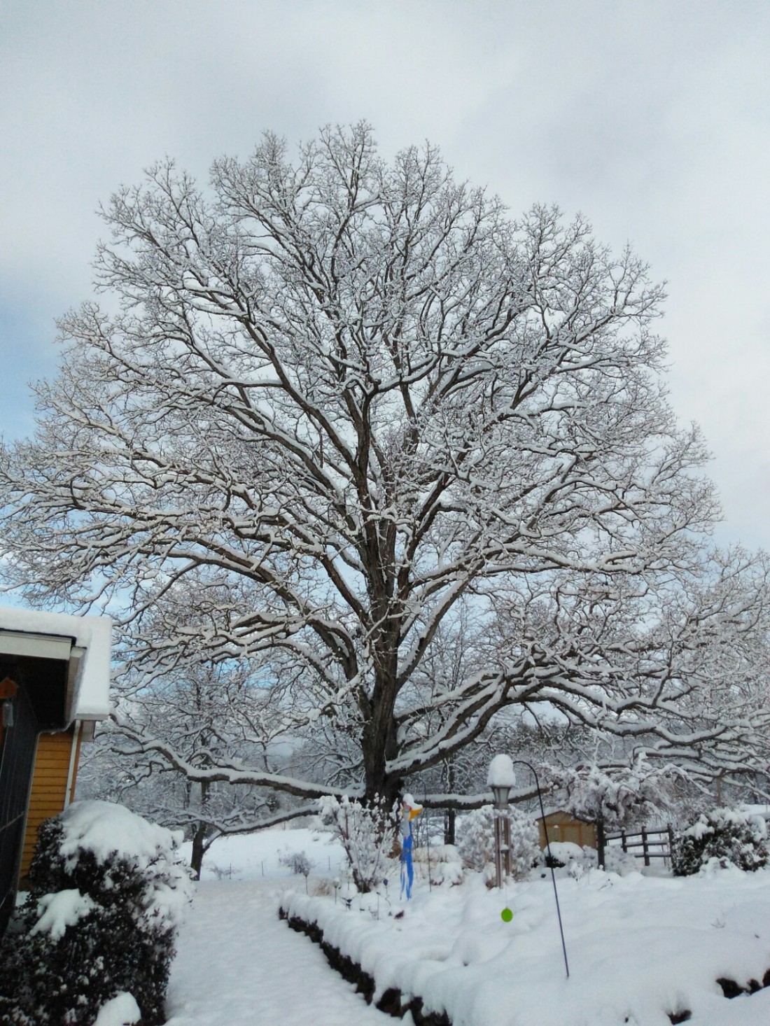 120917 Old oak tree.jpg