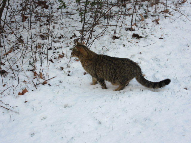 031418 Cat in hunting mode.JPG
