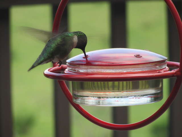 041918 Hummingbird hovers.JPG