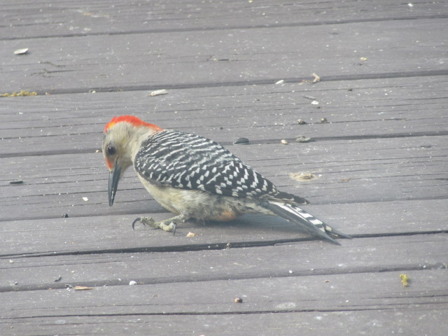 050718 Red bellied woodpecker.JPG